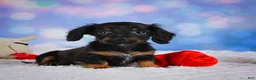 Miniature Dachshund dogs for sale: Winston - Ad 1