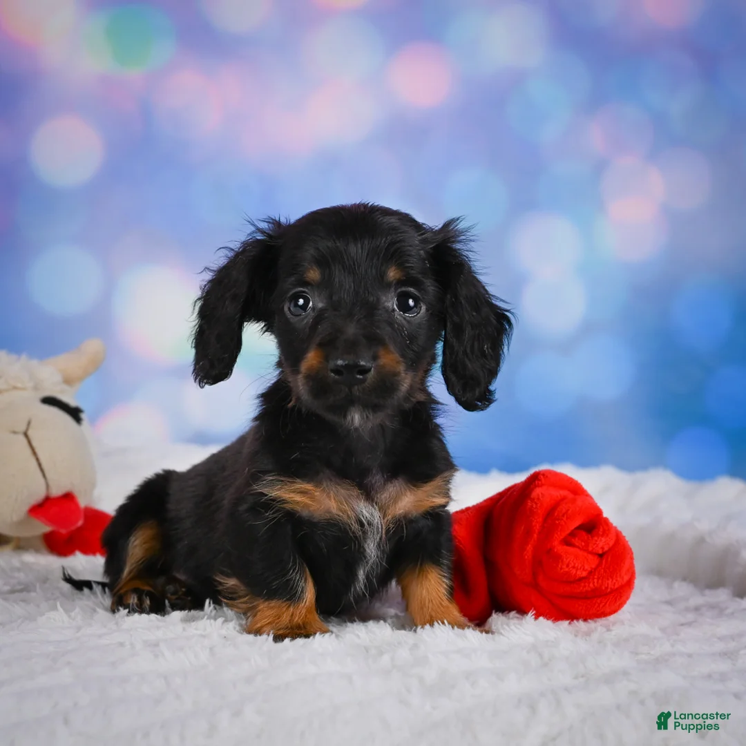Miniature Dachshund dogs for sale: Winston - Ad 1