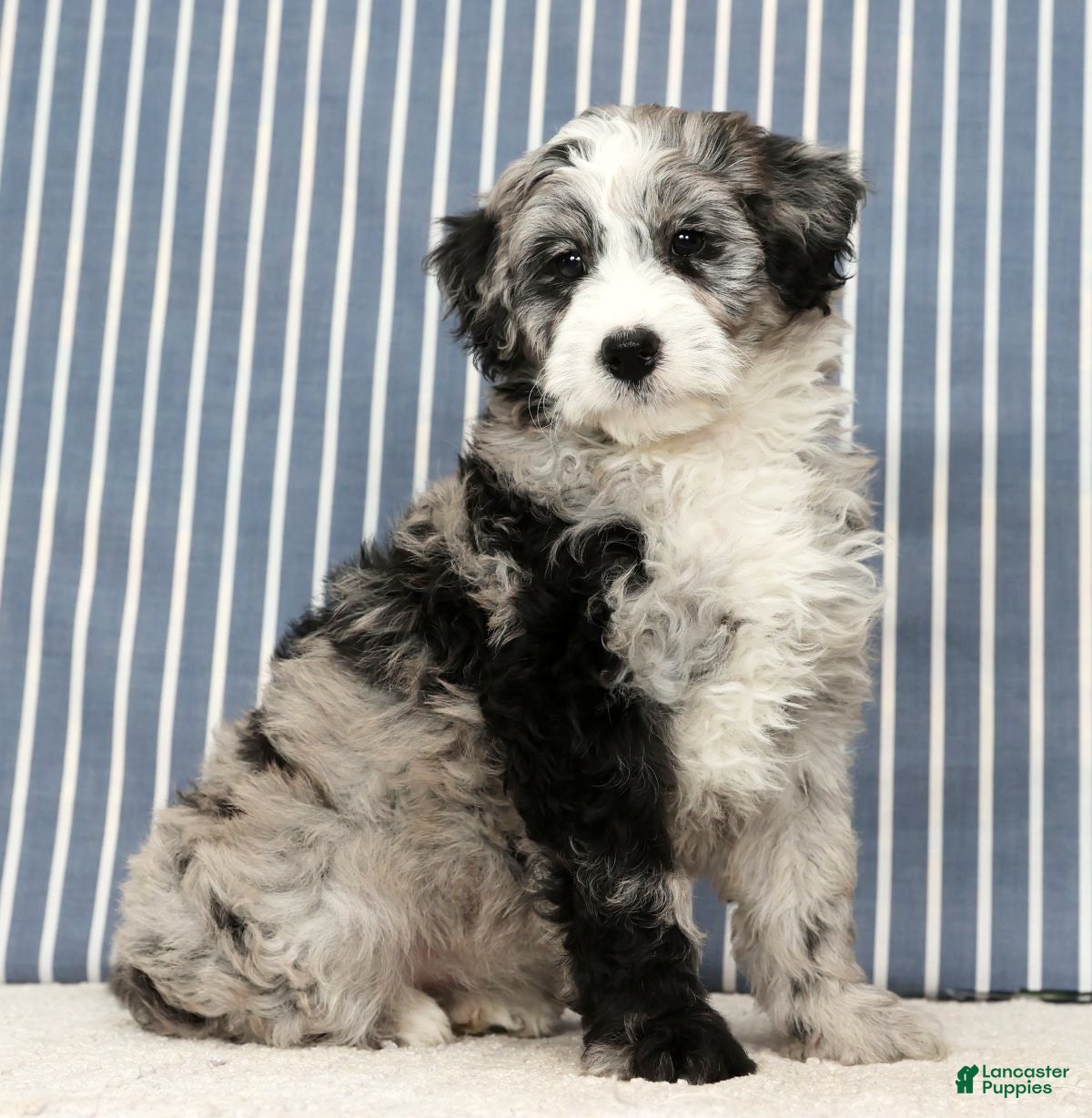Mini Bernedoodle dogs Tabby - Ad 2