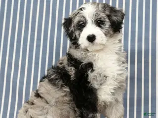 Mini Bernedoodle dogs Tabby - Ad 2