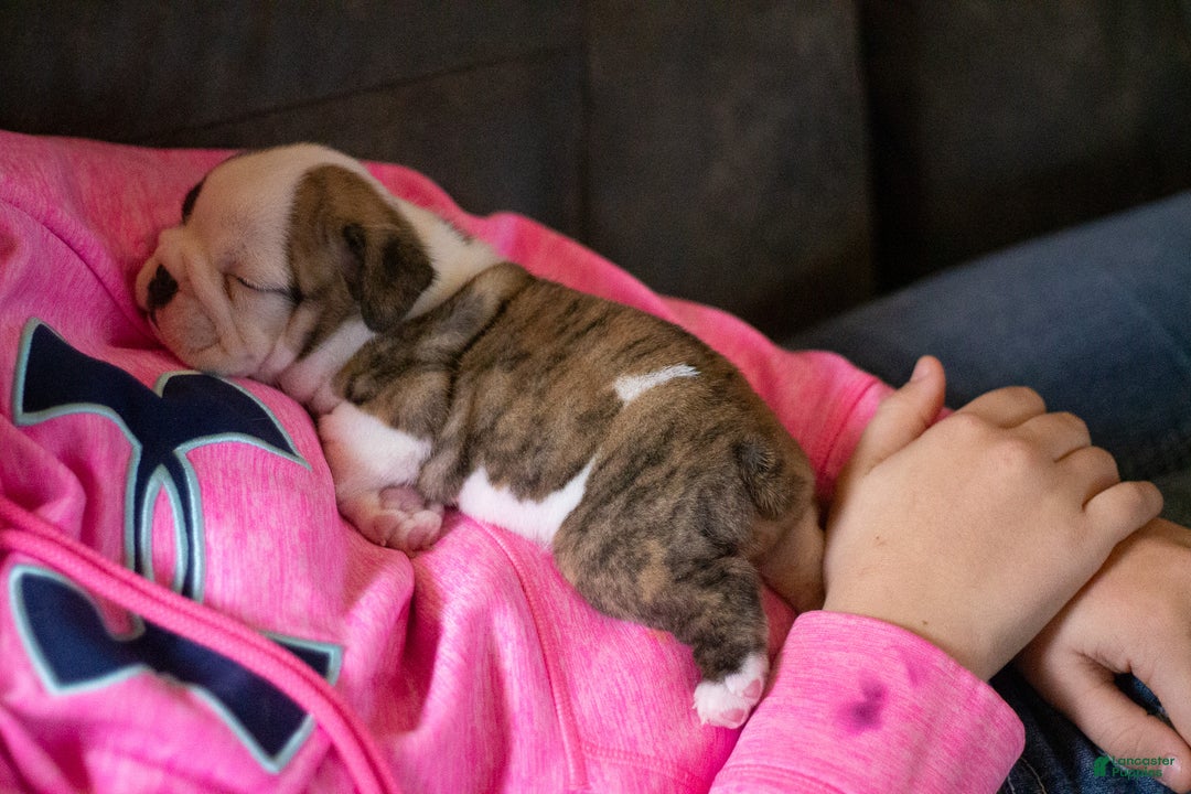 English Bulldog dogs for sale: Charlie  - Ad 11