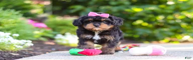Millie