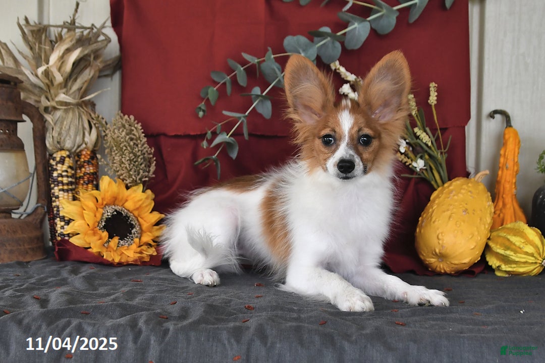 Papillon dogs for sale: Scout - Ad 3