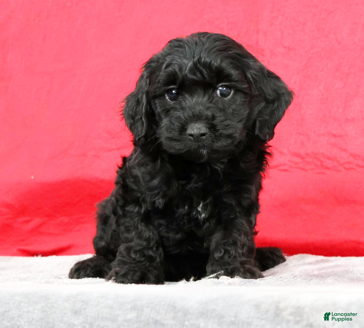 Cavapoo dogs Drake - Ad 2