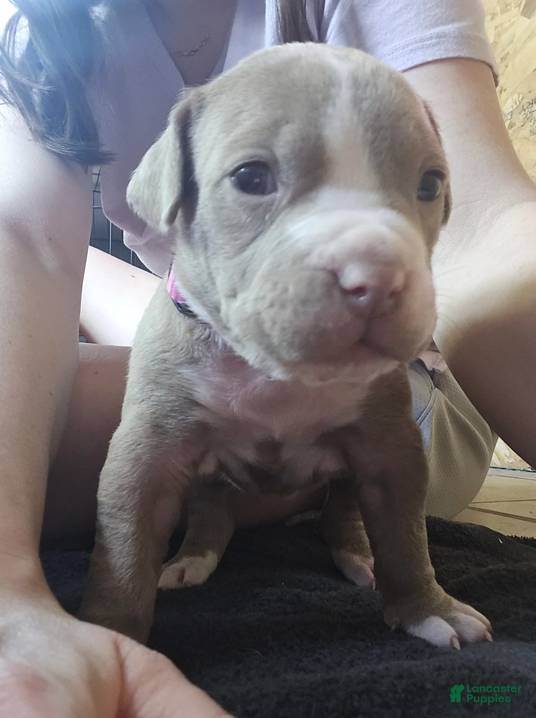 American Bully dogs for sale: American Bully Puppy 2 - Ad 2