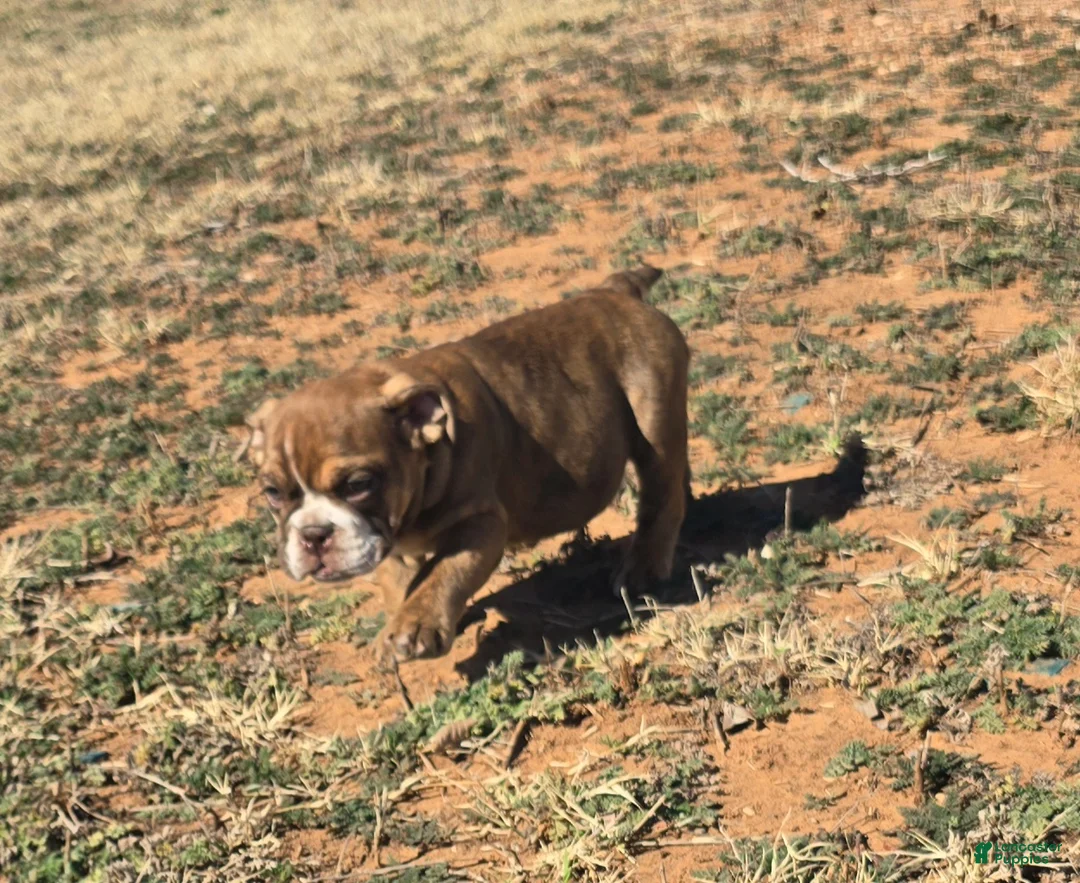 English Bulldog dogs for sale: Fangtom - Ad 2