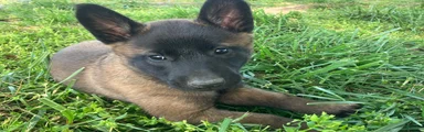 Belgian Malinois Puppy Female (F4)