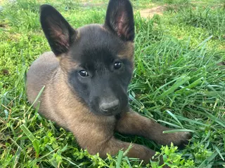 Belgian Malinois dogs Belgian Malinois Puppy Female (F4) - Ad 8