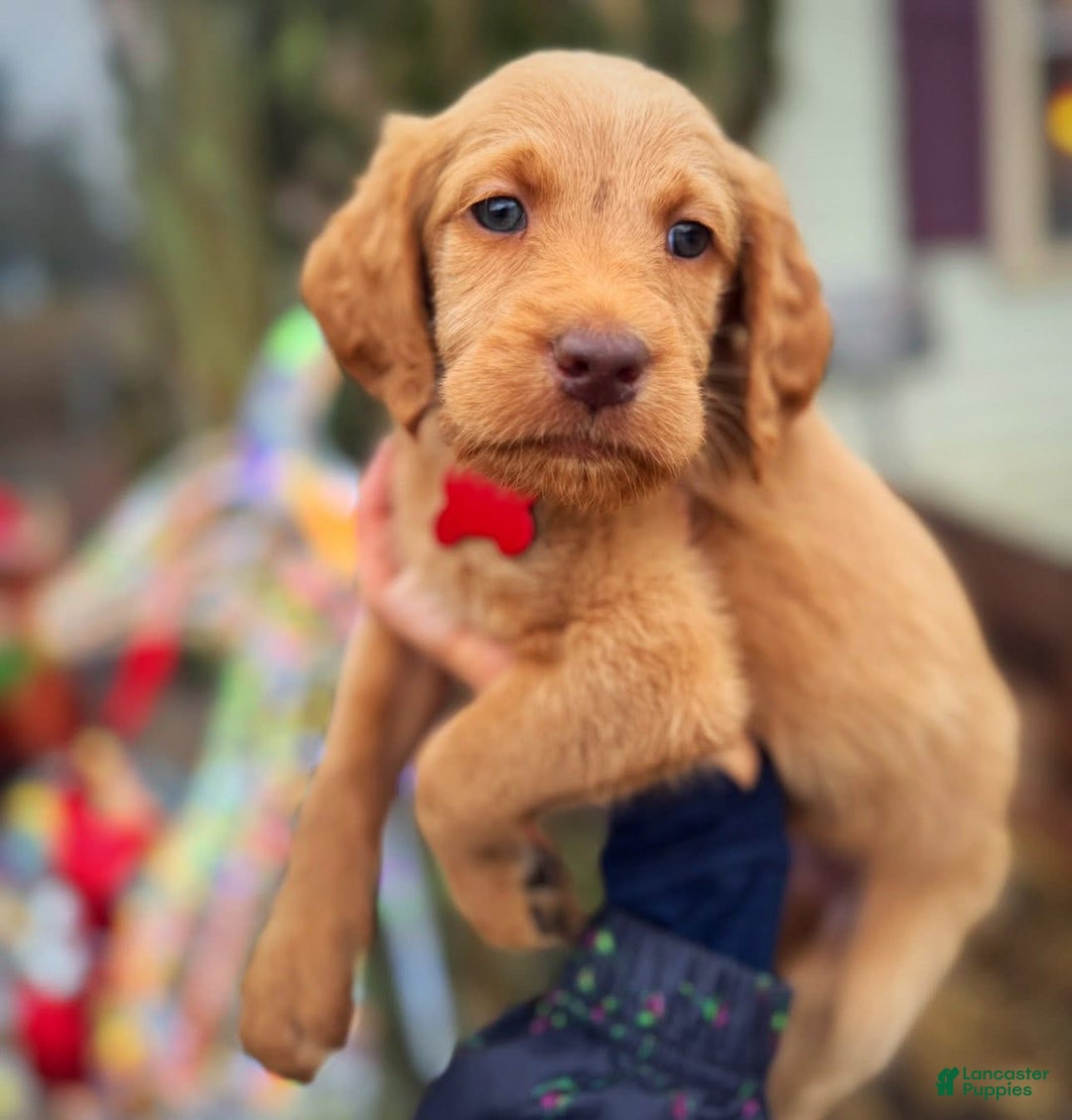 Labradoodle dogs for sale: Labradoodle Puppy 1 - Ad 12