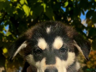 Gerberian Shepsky dogs - Ad 10