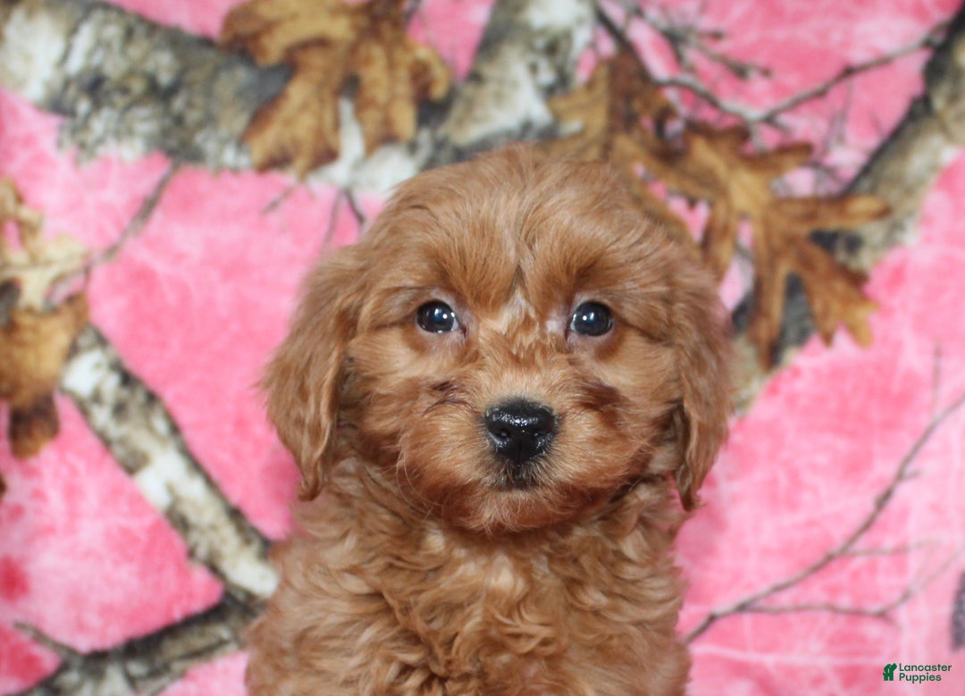 Mini Goldendoodle dogs for sale: Gret - Ad 7