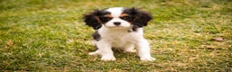 Cavalier King Charles Spaniel dogs for sale: Chester - Ad 1