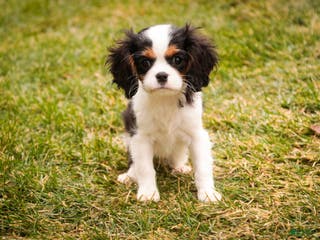 Cavalier King Charles Spaniel dogs Chester - Ad 41