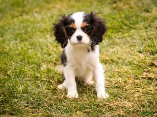 Cavalier King Charles Spaniel dogs Chester - Ad 41