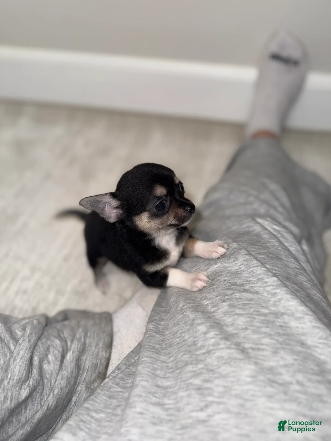Chihuahua dogs for sale: Negrita - Ad 3