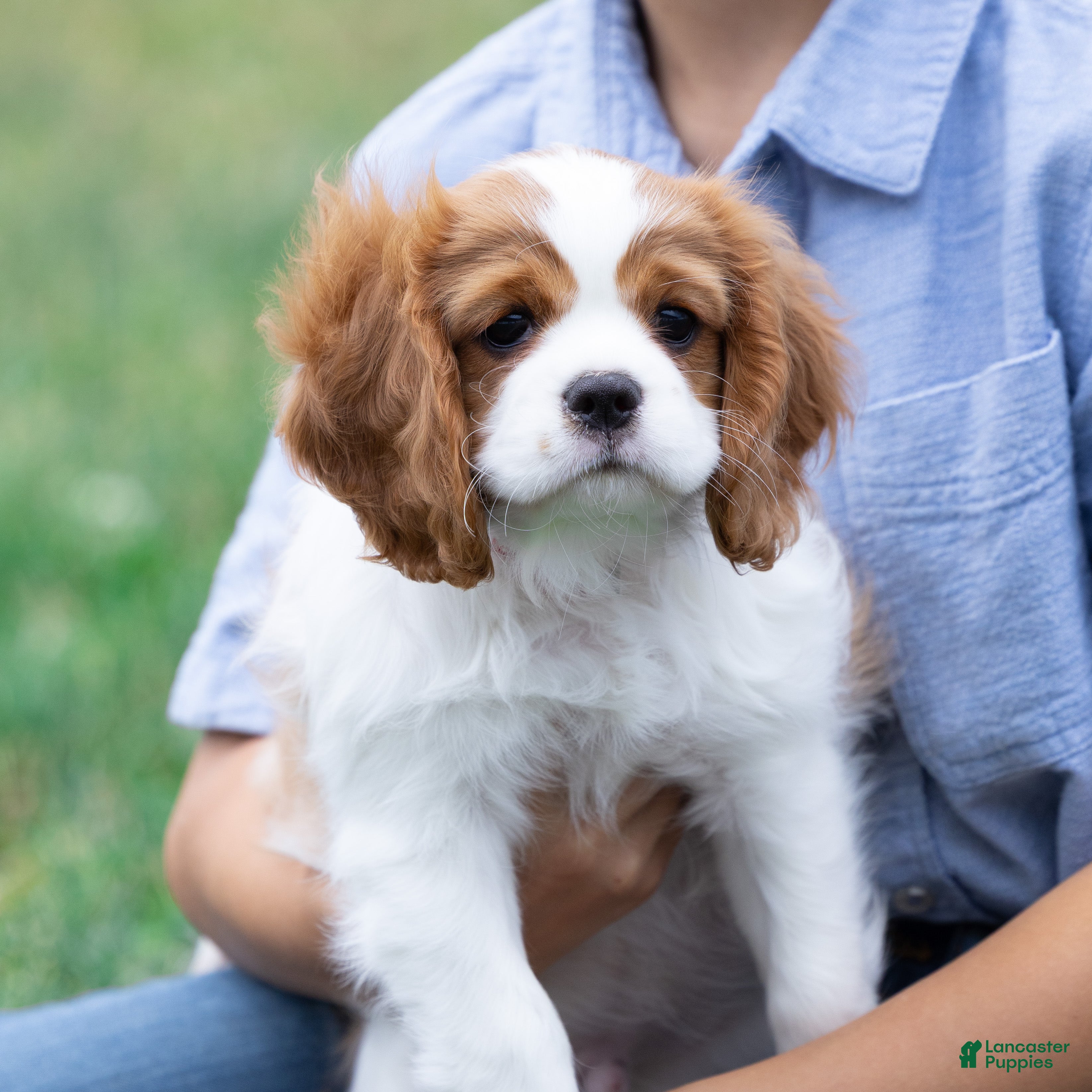 Cavalier King Charles Spaniel dogs Ralph - Ad 1