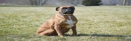 Boxer dogs for sale: Gianna - Ad 3