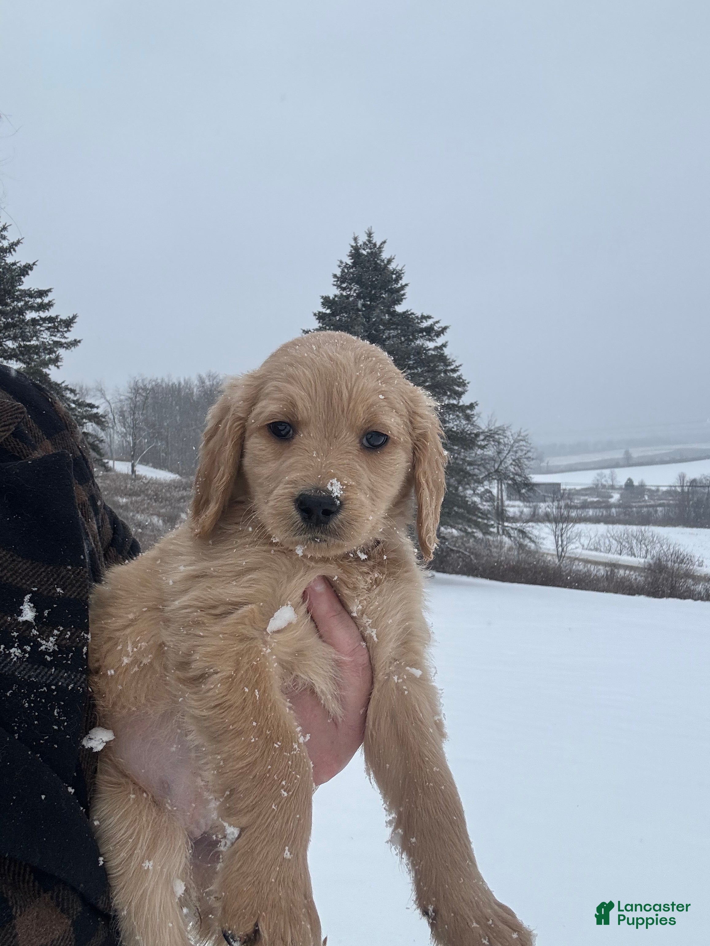 Goldendoodle dogs Caramel - Ad 28