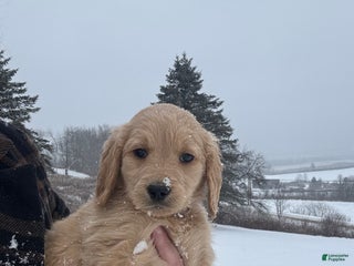 Goldendoodle dogs Caramel - Ad 39