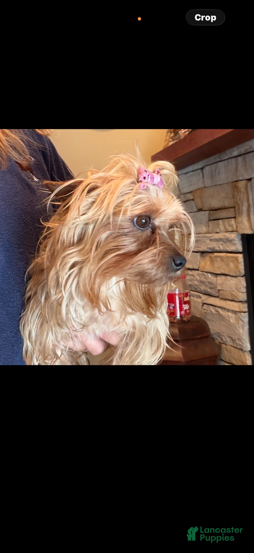 Yorkshire Terrier dogs for sale: Milo - Ad 2