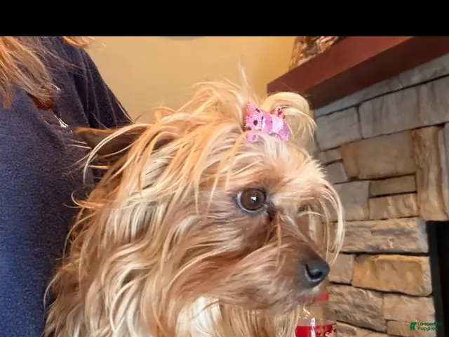 Yorkshire Terrier dogs for sale: Milo - Ad 2