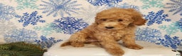 Mini Goldendoodle dogs for sale: Indy - Ad 14