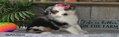 Sophia