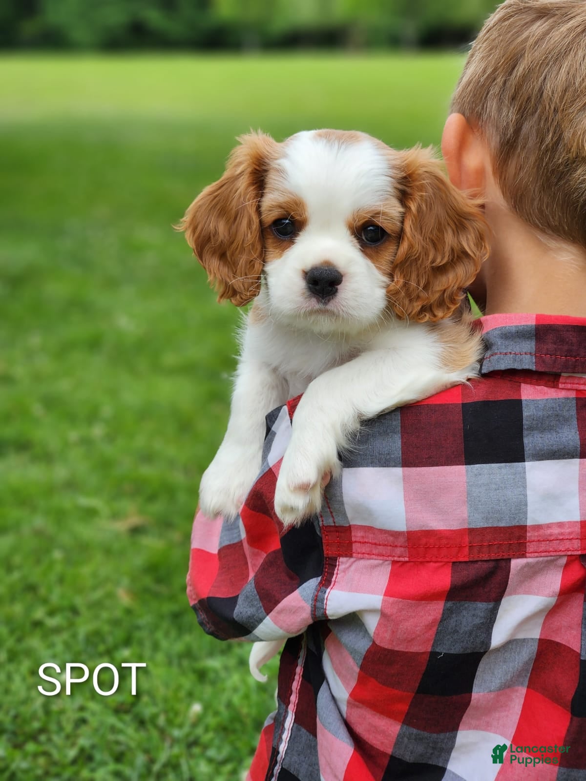 Cavalier King Charles Spaniel dogs Spot - Ad 2