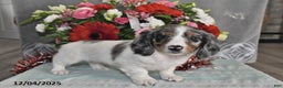 Miniature Dachshund dogs for sale: Frankie - Ad 4