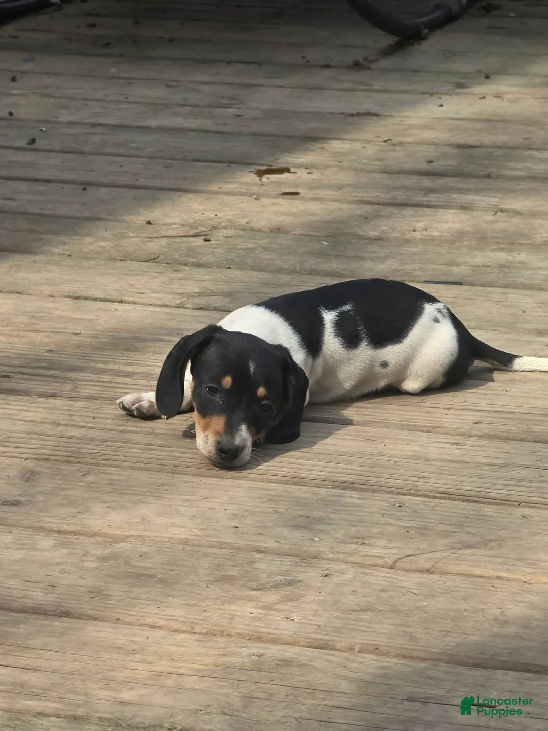 Miniature Dachshund dogs for sale: Harvey - Ad 2