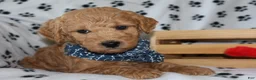 Mini Goldendoodle dogs for sale: Billy boy - Ad 5