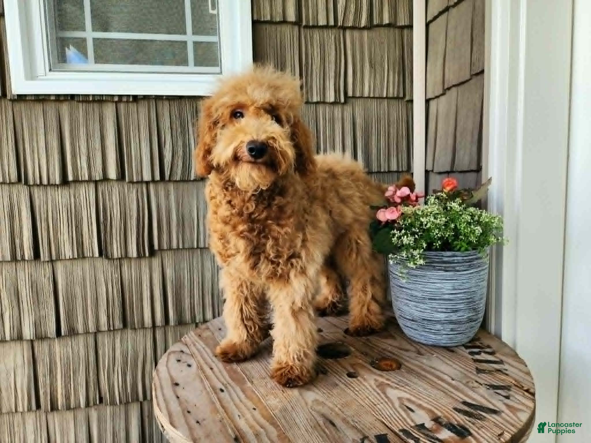 Mini Goldendoodle dogs Houston - Ad 39