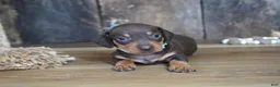 Miniature Dachshund dogs for sale: Boone - Ad 6