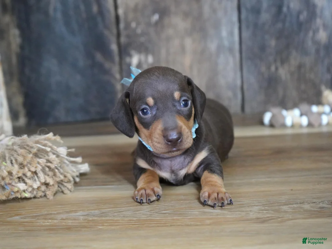 Miniature Dachshund dogs for sale: Boone - Ad 6
