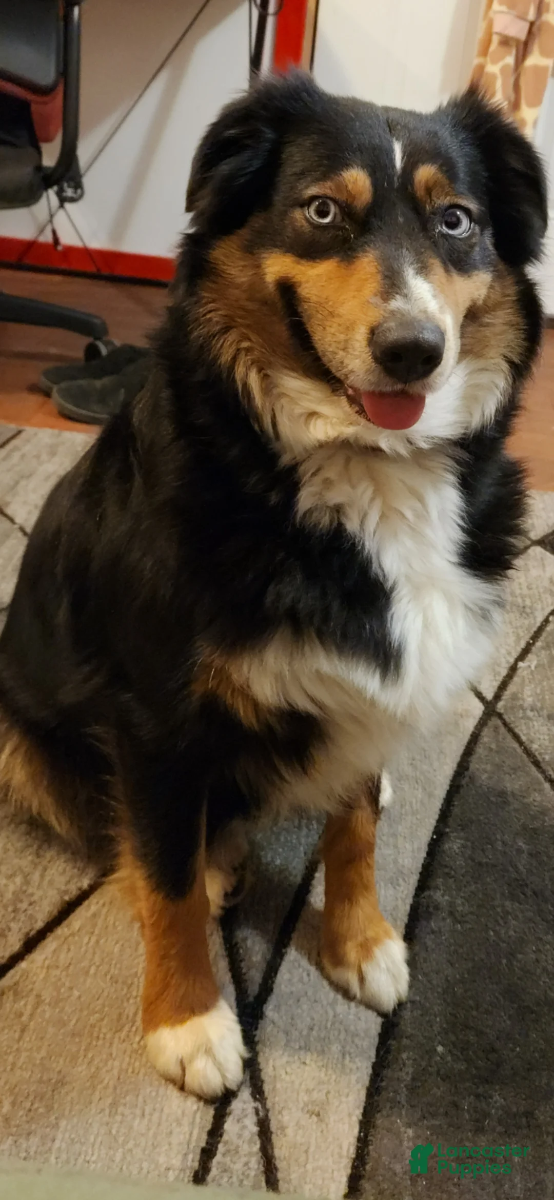 Australian Shepherd dogs for sale: Australian Shepherd Puppy 4 - Ad 8