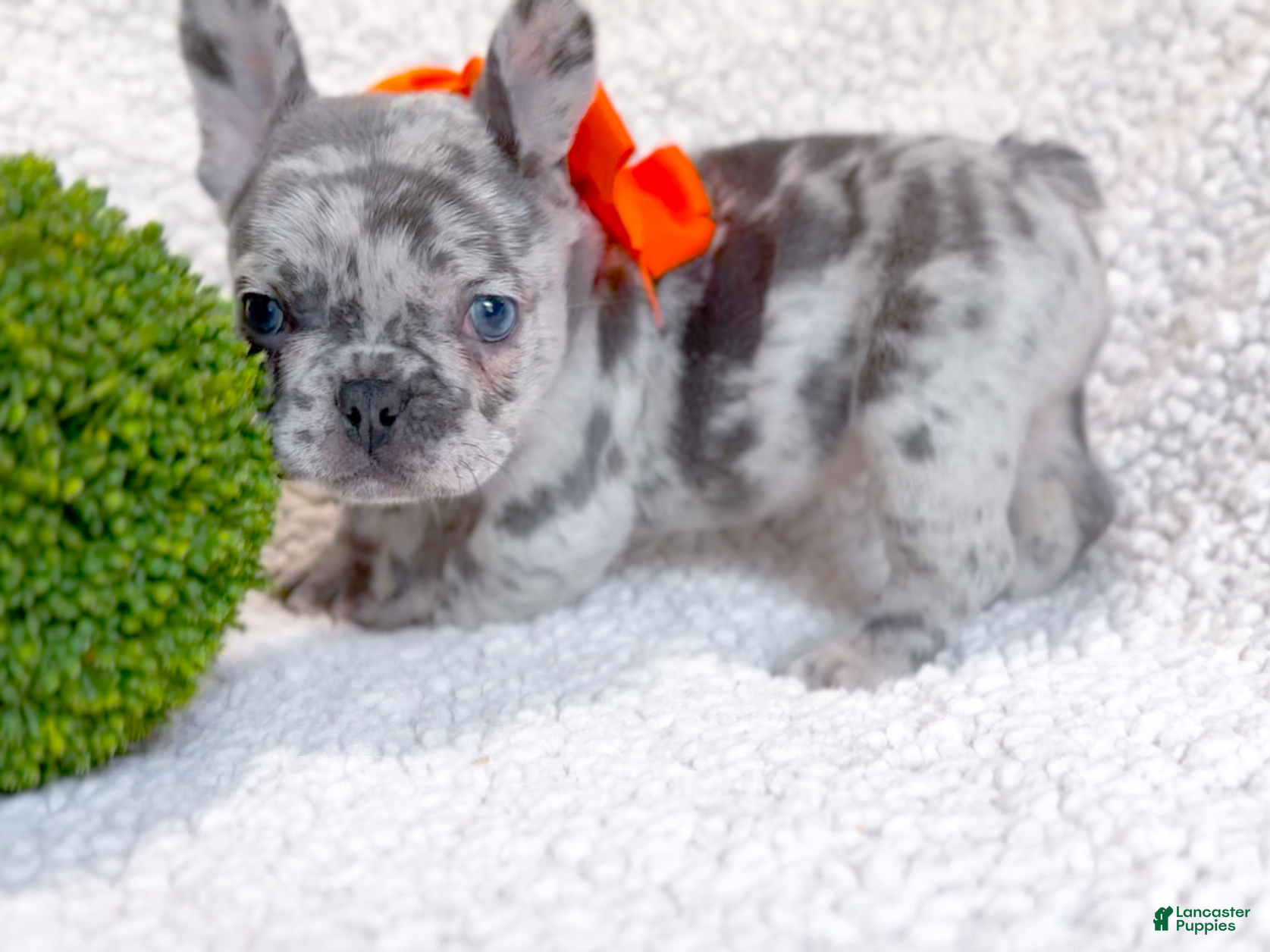 French Bulldog dogs Clementine Blue Merle AKC Frenchie Female - Ad 1