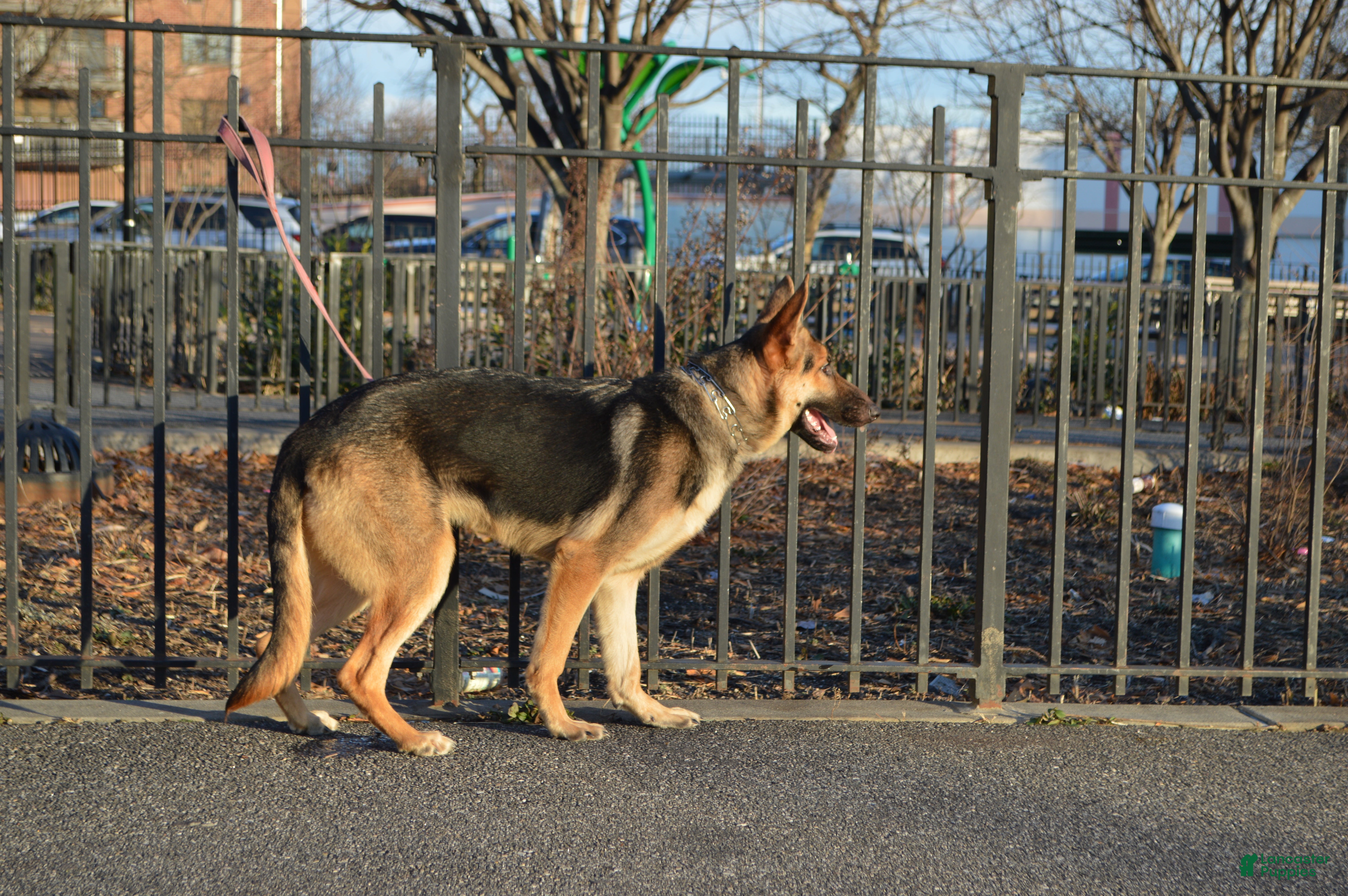 German Shepherd dogs Green - Ad 28