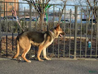 German Shepherd dogs Green - Ad 28