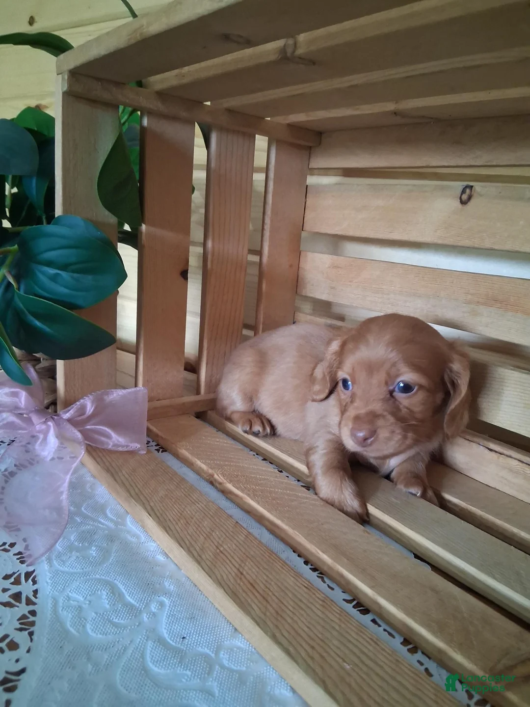 Dachshund dogs for sale: Maisy - Ad 1