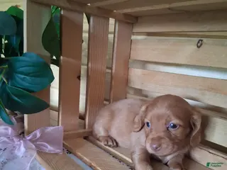 Dachshund dogs Maisy - Ad 10