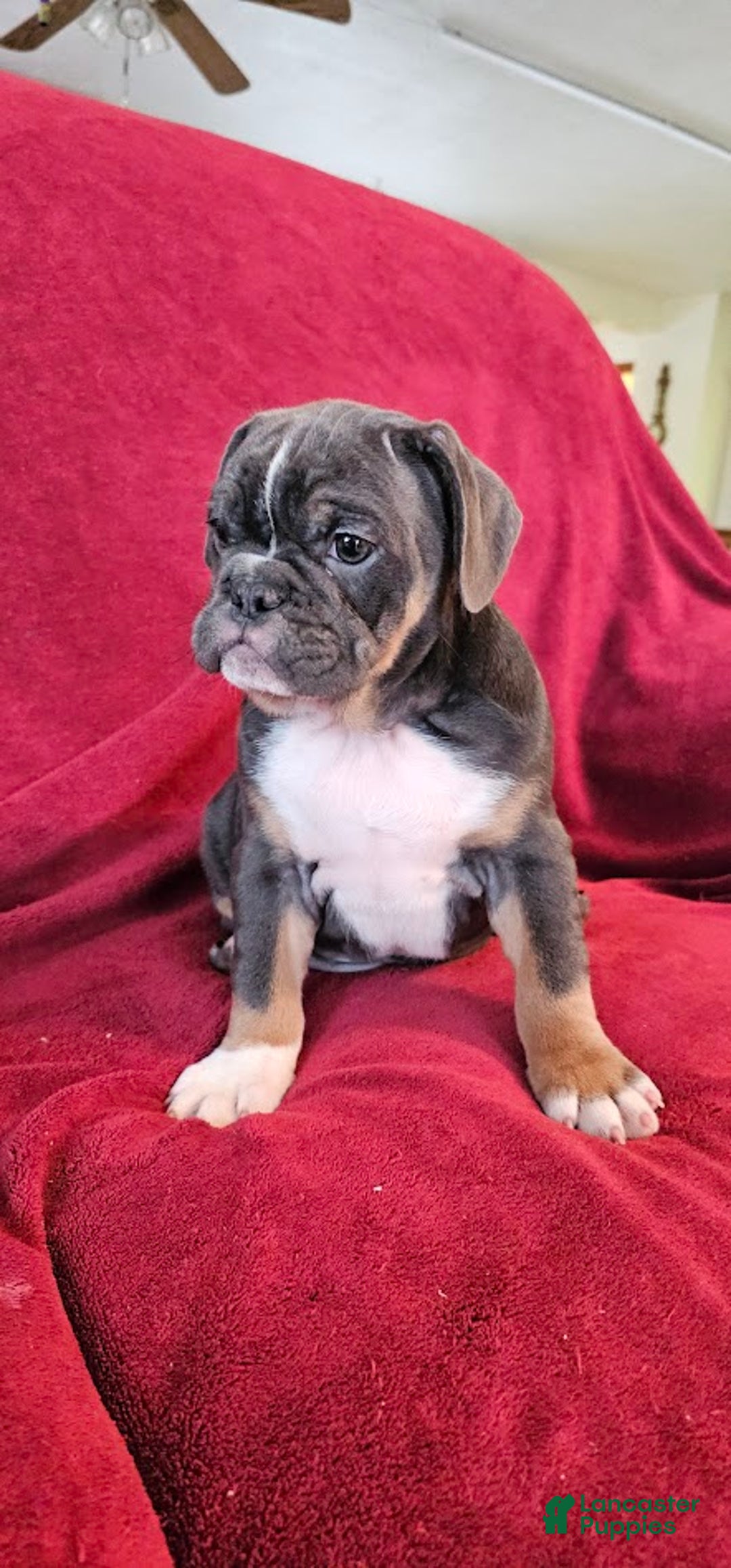 Mixed Breed dogs for sale: Blue Beauty - Ad 3