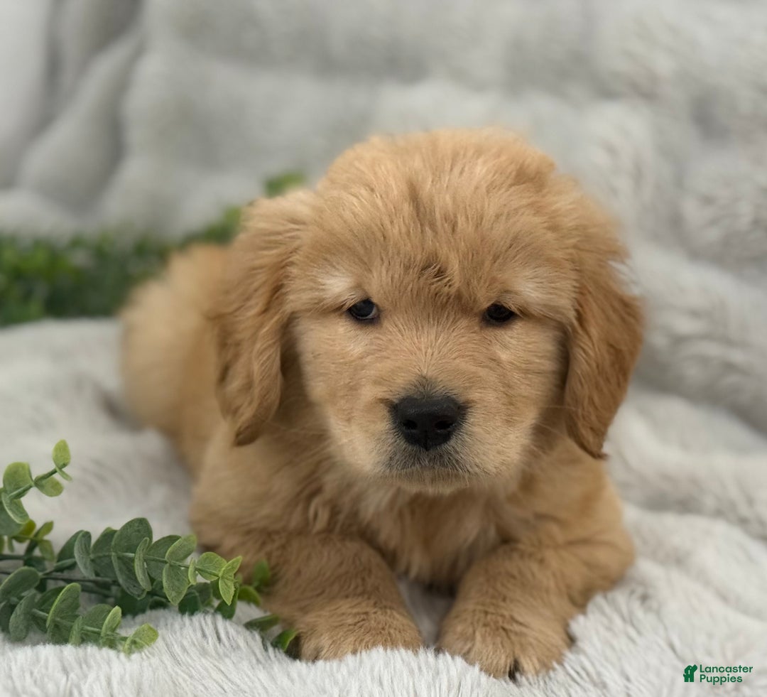 Golden Retriever dogs for sale: Snow Ball - Ad 16