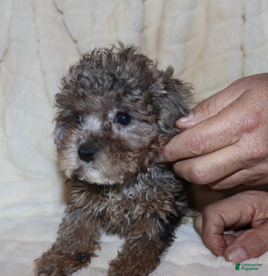Toy Poodle dogs for sale: Hazel  - Ad 7