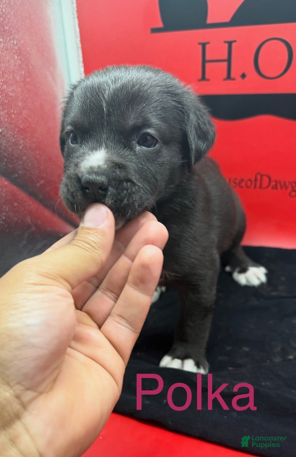Cane Corso dogs Polka - Ad 1