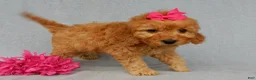 Mini Goldendoodle dogs for sale: Lela-MEDIUM - Ad 2