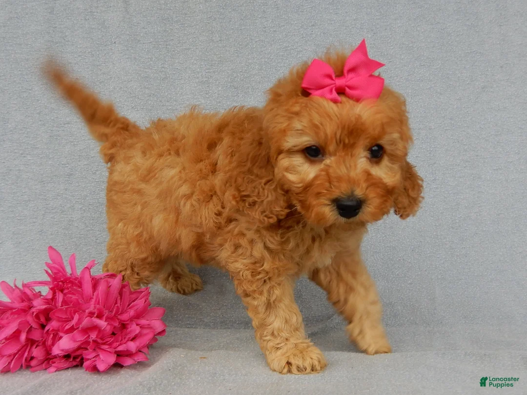 Mini Goldendoodle dogs for sale: Lela-MEDIUM - Ad 2