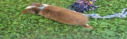 Toy Australian Shepherd dogs for sale: Boy 4 - Ad 3