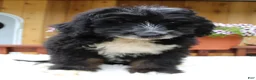 Bernedoodle dogs for sale: Myles - Ad 3