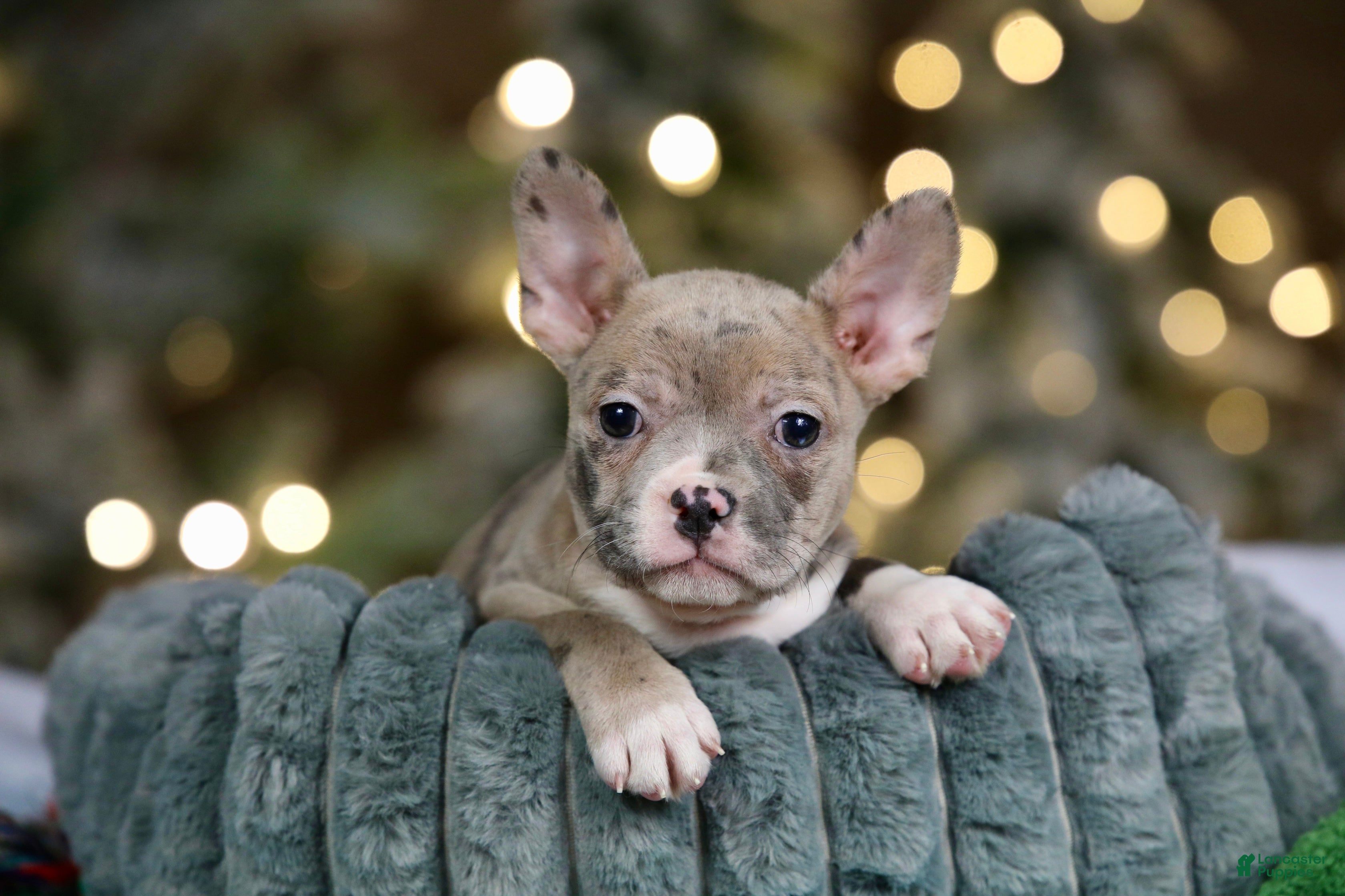 Frenchton dogs Jellybean - Ad 38