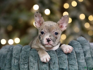 Frenchton dogs Jellybean - Ad 29